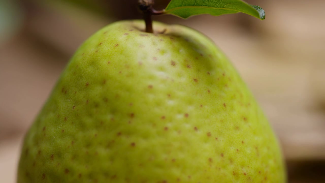 Primo piano basso e centrato che mostra la sezione superiore di una pera verde con un gambo corto marrone e una singola foglia attaccata, fitta punteggiatura marrone, pori fini, buccia opaca, una leggera rientranza sotto il gambo e delicata.