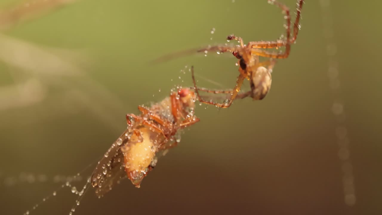una foto macro de cerca de una araña agarró a la víctima y la envolvió en una red.