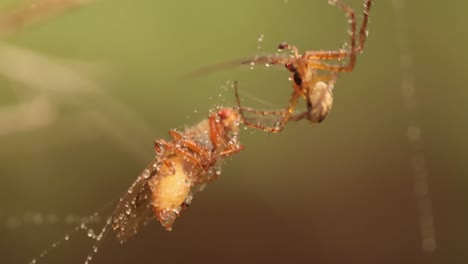 close up macro shot of a spider grabbed the victim and wrapped it in a web.