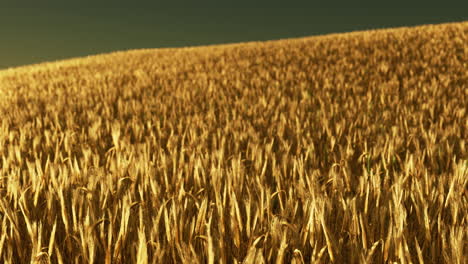 Golden-wheat-field-at-hot-summer