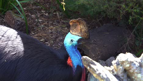 close up shot of a large flightless black bird, southern cassowary, casuarius casuarius resting and roosting on the forest ground, wondering around the surrounding environment in its natural habitat