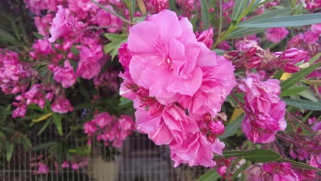 Beautiful-Nerium-Oleander-With-Pink-Flowers-In-Bloom-In-Rhodes-Island,-Greece