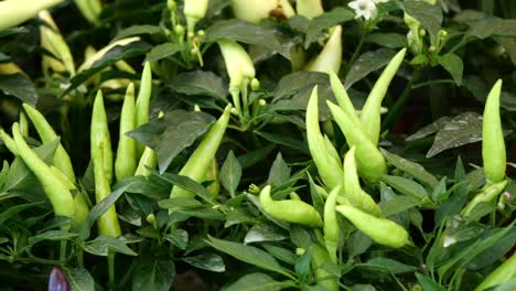 green chili peppers growing on plants