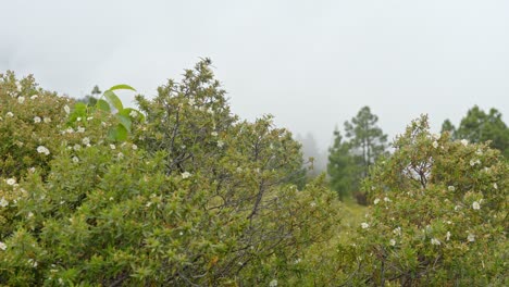 Blooming-bush-flowers-in-mountains-of-Tenerife-on-foggy-day