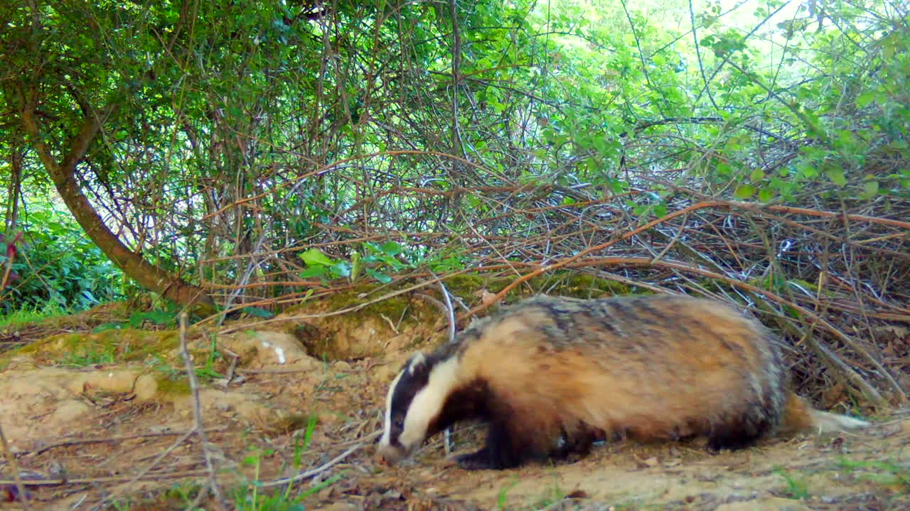 tejón en el bosque a la luz del día, buscando comida y luego mirando la cámara y alejándose