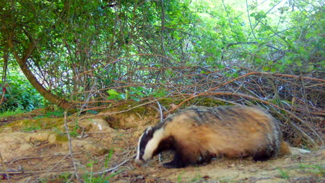 Tejón-En-El-Bosque-A-La-Luz-Del-Día,-Buscando-Comida-Y-Luego-Mirando-La-Cámara-Y-Alejándose