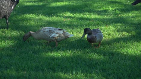 Dos-Patos-Comiendo-Comida-De-Exuberante-Hierba-Verde-Tropical-En-Un-Día-Soleado