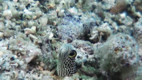 shy-garden-eel-looks-out-of-its-burrow,-close-up-shot-during-daylight