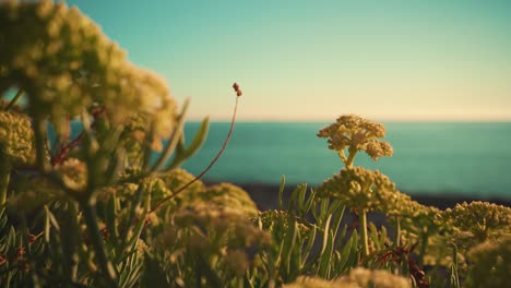 Ocean-shoreline-cliff-rock-with-vegetation-closeup-and-insects-at-sunset-with-blue-sky-4K