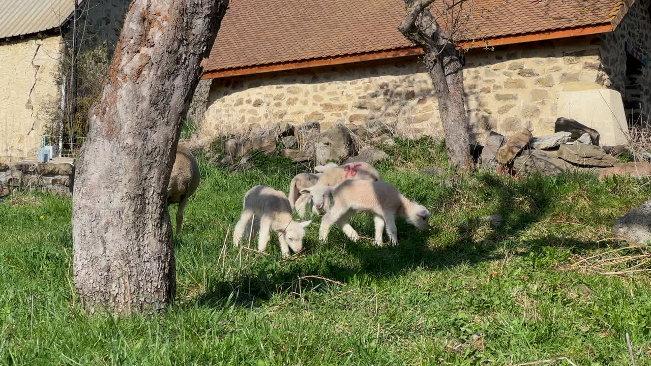 bebês cordeiro mãe ovelha grama verde ambiente de fazenda ensolarado