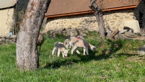 Babys-Lamm-Mutter-Schafe-Grünes-Gras-Bauernhof-Umwelt-Sonnig