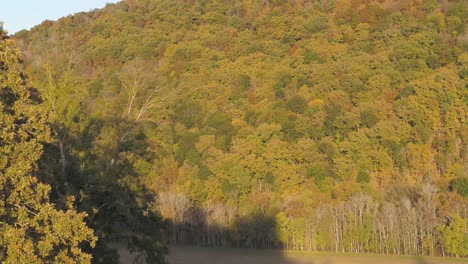 colores otoñales de un bosque en lynchburg, virginia.