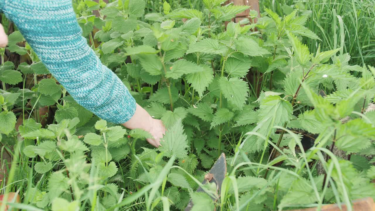 여자의 손은 여름에 시골에서 신선한 녹색 쐐기풀을 뽑는다