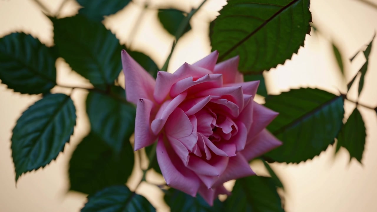 Primer plano de una rosa rosa meciéndose suavemente en un jardín