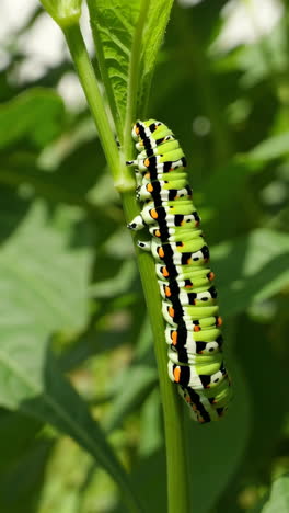 colorful caterpillar on plant stem