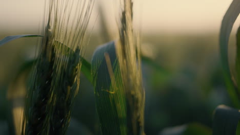 Weizenähren-Wehen-Im-Wind,-Nahaufnahme.-Grüne-Ährchenranken-Im-Abendlicht.