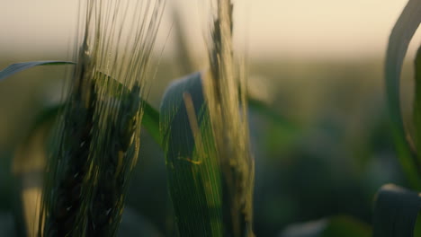 wheat ears swaying wind closeup. green spikelets tendrils on sunset light.