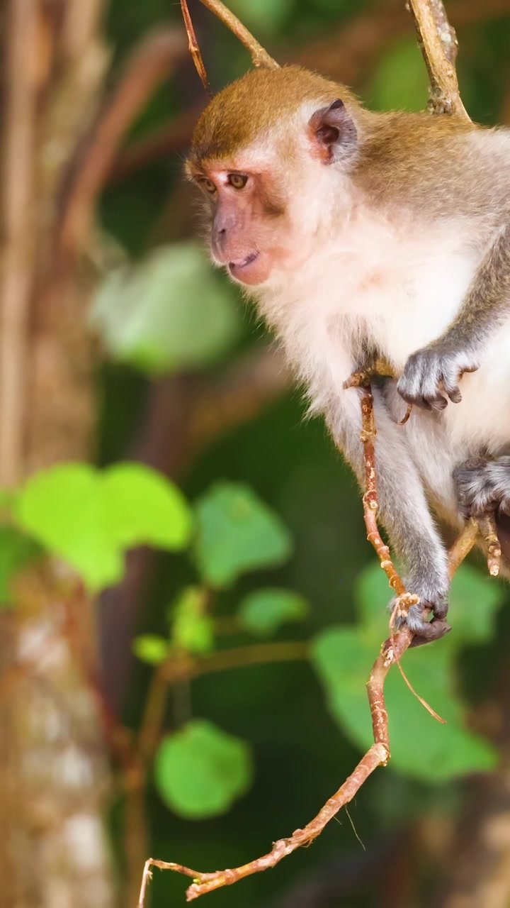 Scimmia appollaiata su un ramo in una foresta lussureggiante