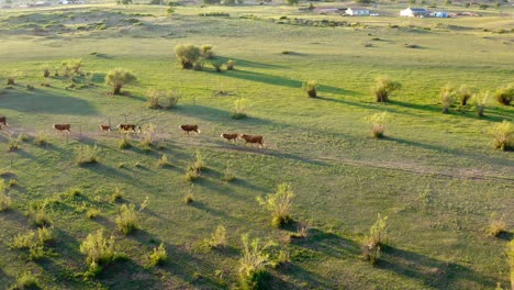 herd of cows grazing in xilinguole green grasslands under sunlight