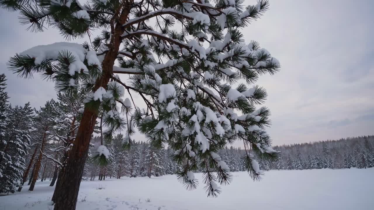 A serene winter landscape video featuring a low-angle view of snow-laden pine trees against a cloudy
