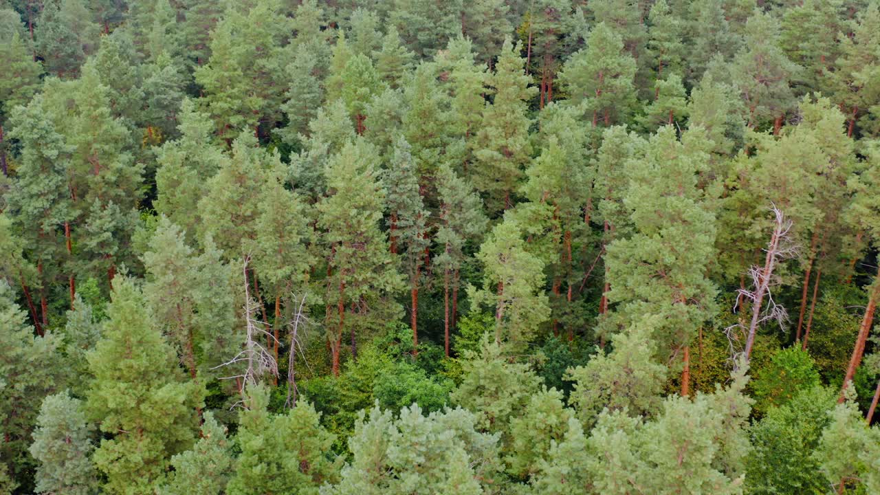 Beautiful pine trees. Green nature background. Summer scenery of the wood. Aerial view. Motion to the left.