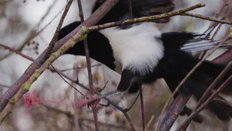 Vogelbein-Der-Eurasischen-Elster,-Das-In-Einer-Verdrehten-Schnur-Steckt,-Während-Es-Auf-Einem-Baumzweig-Sitzt-Und-Versucht,-Das-Seil-Aus-Dem-Mund-Zu-Entwirren---Vogelfallenkonzept,-Zoom-In-Aufnahme