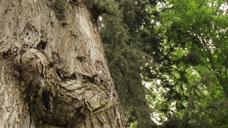 cinematic shot of old tree trunk with brown bark in the forest in early spring