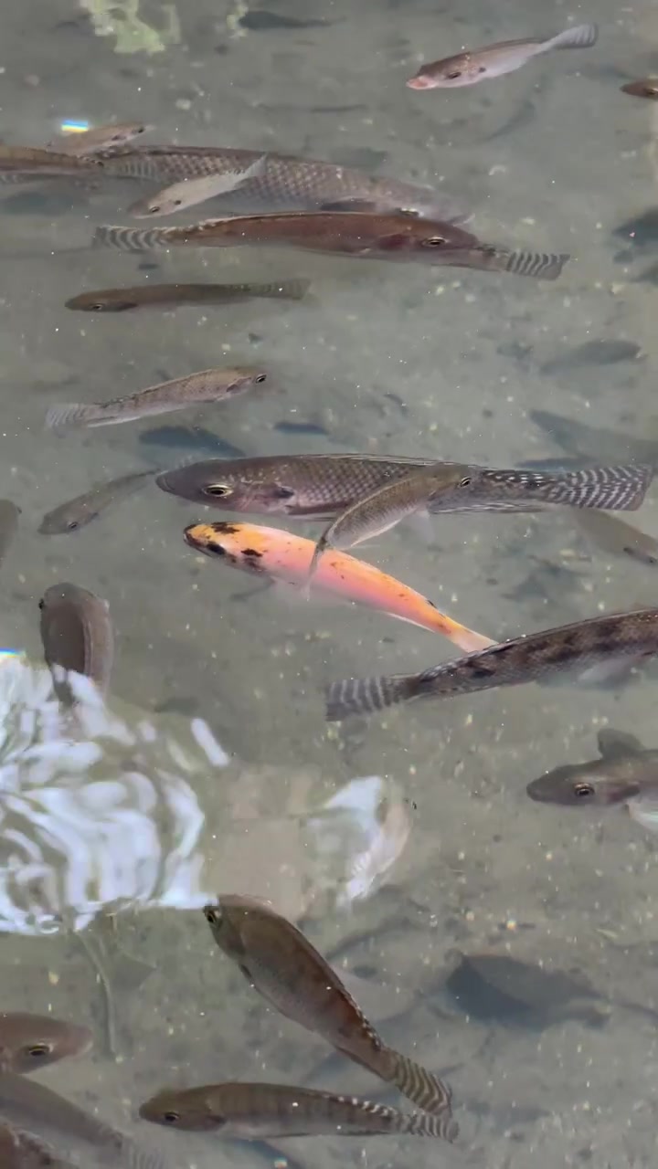 Banco di tilapia che nuota in acqua limpida e poco profonda