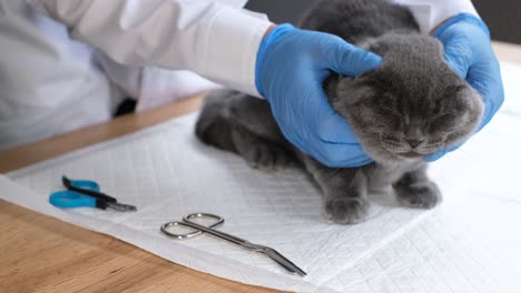veterinarian examining a scottish fold cat