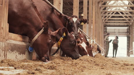 blurred farmers on background of cows