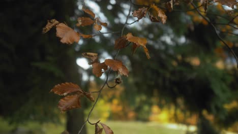 static shot of a branch with amber leaves blowing in the wind with a blurry forest background