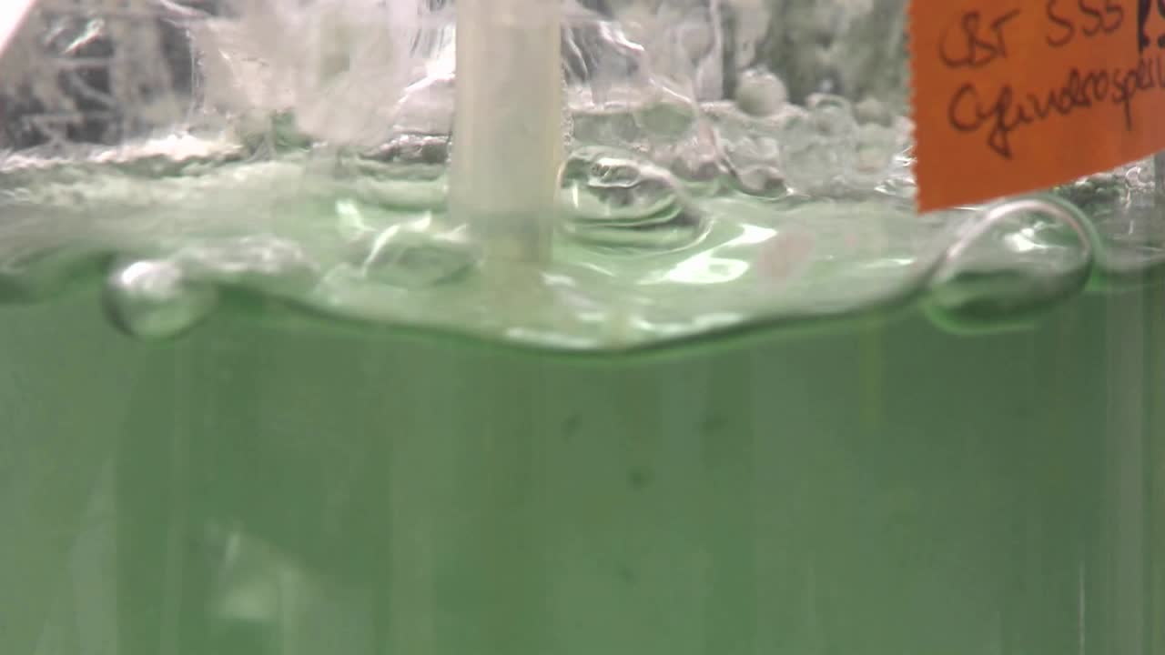 matraz que contiene algas que se airean en condiciones de iluminación de laboratorio cultivos de cianobacterias que se alimentan con dióxido de carbono