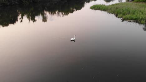 white-swan-swimming-gracefully-down-calm-river-during-sunset