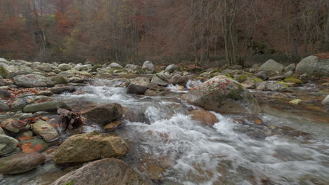 flusso d'acqua del fiume autunnale nella foresta di montagna con alberi di foglie gialle e rosse