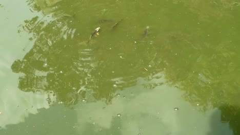 peces nadando en el jardín japonés de agua de estanque verde turbio en holland park, londres