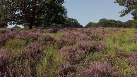 Langsamer-Schuss-Und-Wandern-In-Lila-Blühender-Heide,-Nationalpark-De-Meinweg,-Niederlande---4k60p