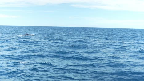 Ballenas-Sei-Rompiendo-La-Superficie-Del-Agua-En-Los-Gigantes-De-Las-Islas-Canarias-En-Mares-Agitados