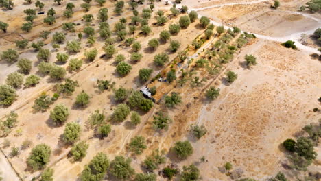aerial view tilting over olive trees on the coastline of rhodes, in sunny greece
