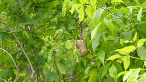 small brown bird sitting on a branch looking around and eating from flowers on a windy bright day in the forest of canada