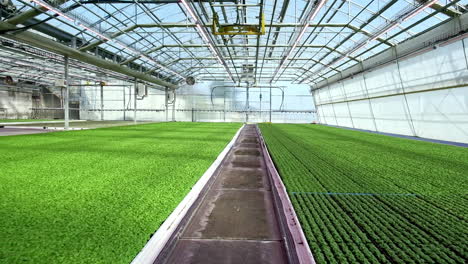 big greenhouse with surface area covered with lush green basil plants