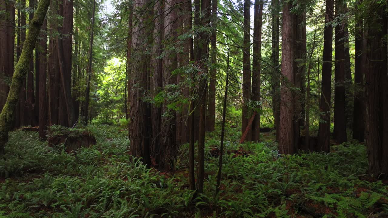 Redwood National and State Parks Redwoods forest mist fog rain aerial drone California giant sequoia tallest tree dense green foliage Lost Coast Trail Newport nature landscape USAL Beach left motion