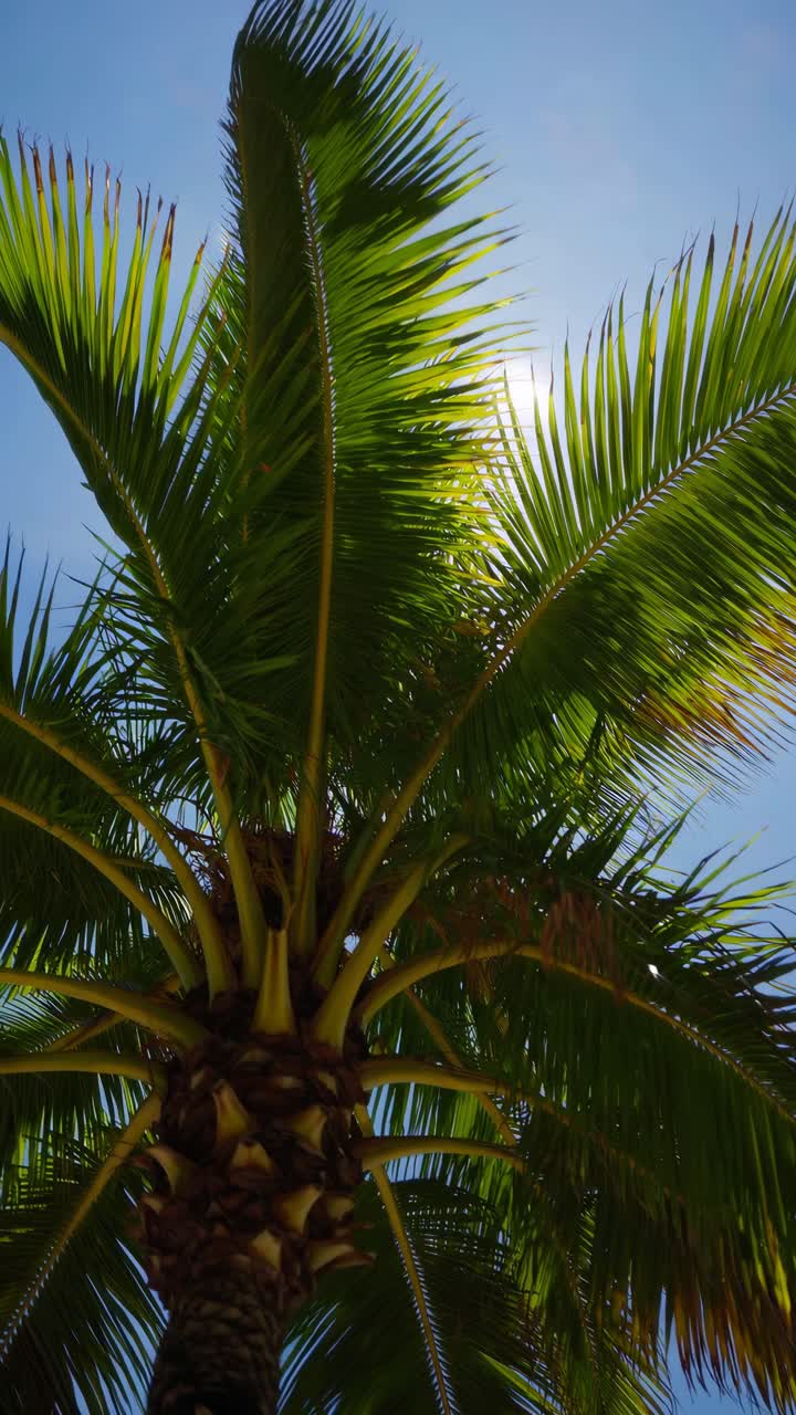 Upward angle captures a palm tree against a clear sky, evoking a tropical vibe