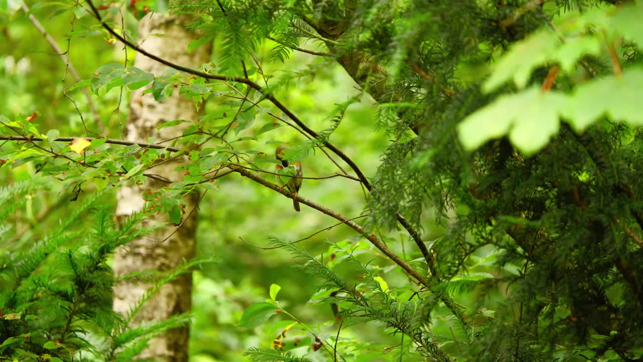 European Robin in forest of Friesland Netherlands obscured behind leaves in dense thicket of vegetation in branches