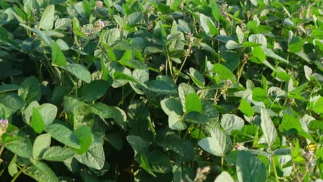 closeup of a plantation of young soybean plants closeup of a plantation of young soybean plants green young soybean sprouts cultivation of legumes organic plants