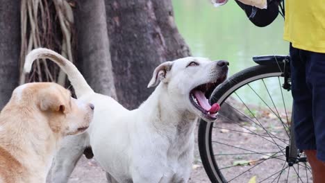 two dogs engage with a passing cyclist