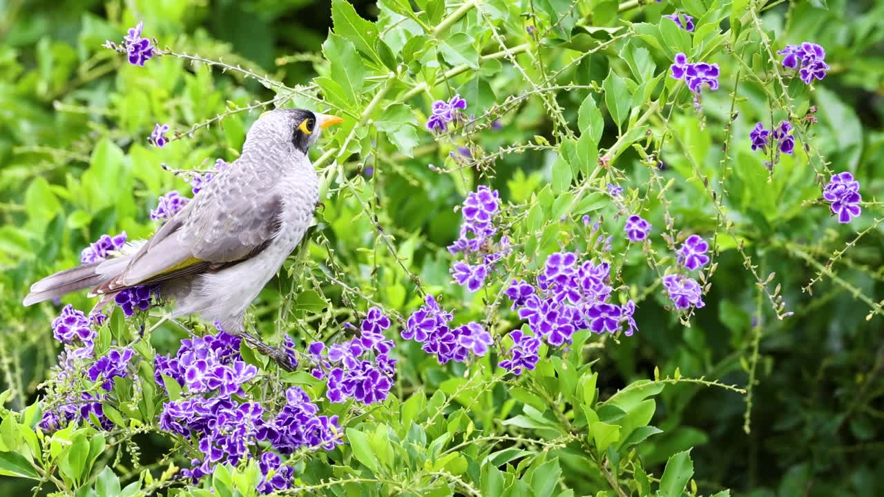 A bird explores and interacts with purple flowers amidst lush green foliage.