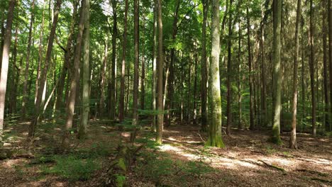 branches-fly-through-mixed-european-forest-sunlight-sun-rays-aerial