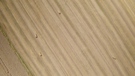 hay harvest in farm land, hay bales scattered on golden dry agricultural farmland field soil, top down aerial view, agriculture and landscape