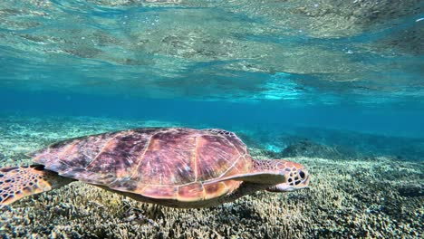 Nahaufnahme-Einer-Grünen-Meeresschildkröte,-Die-Unter-Dem-Tropischen-Blauen-Meer-Schwimmt