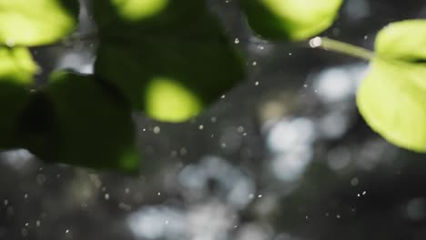 Beautiful-slow-motion-shot-pollen-and-dust-floating-in-natural-forest